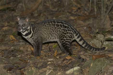 malay-civet
